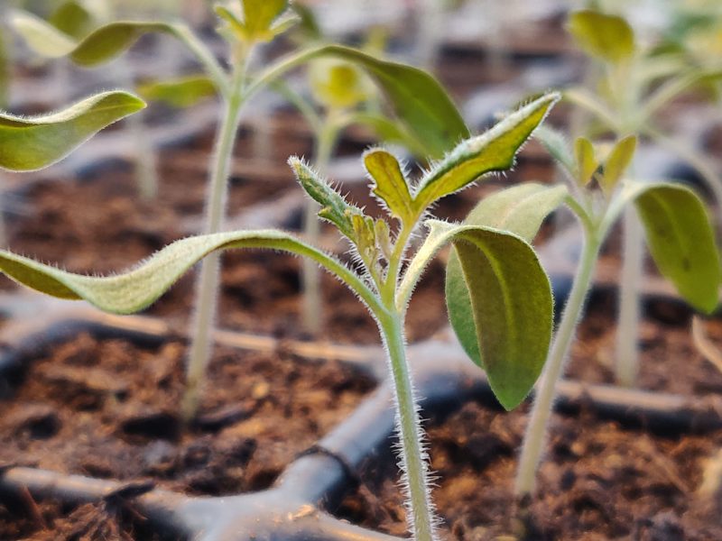 Hållbar grönsaksodling i Mälardalen