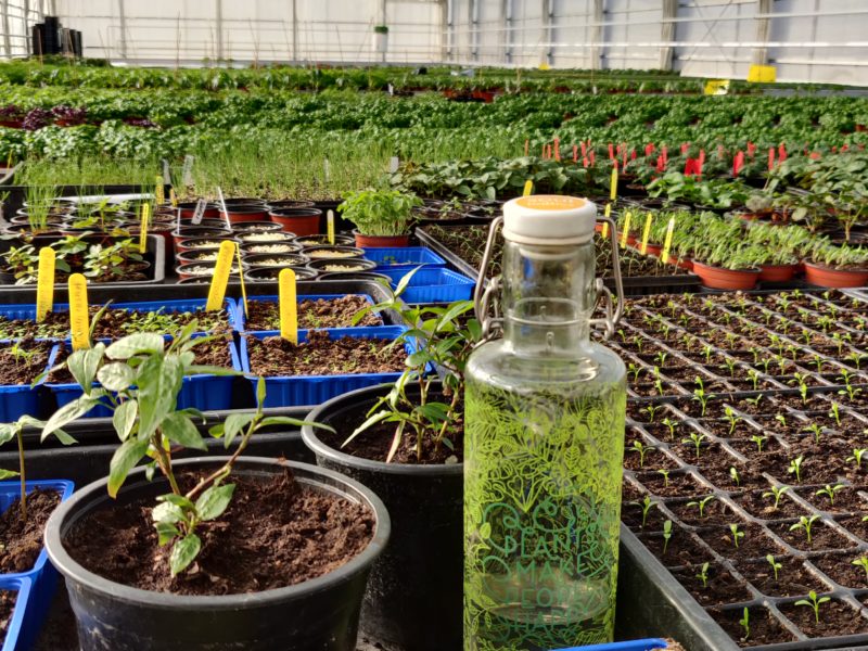 Vårgrönt i växthusen