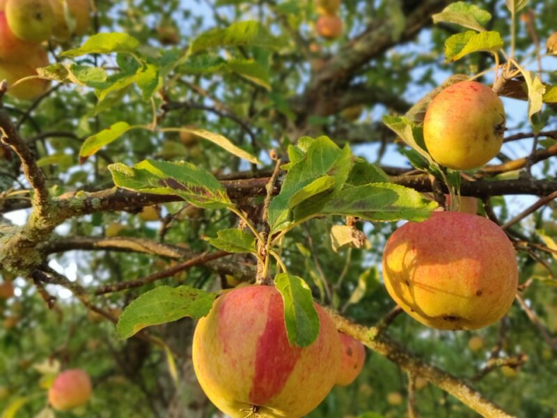 Äpplen på Hornudden – då – nu och sen?