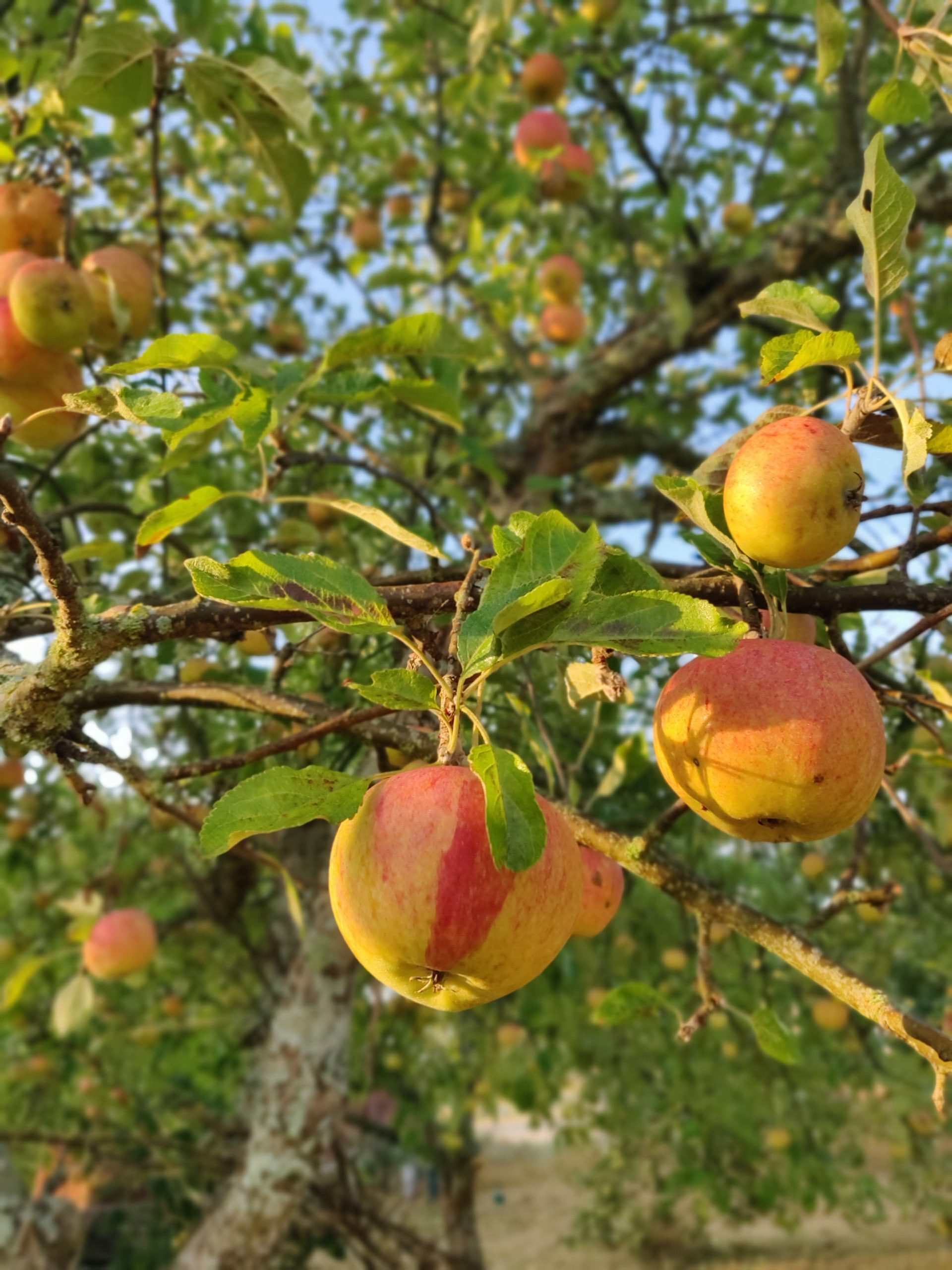 Äpplen på Hornudden – då – nu och sen?