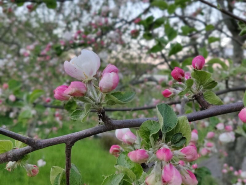 En kall maj är det verkligen så bra?