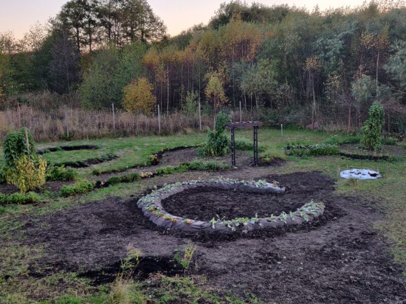 Strävsolros – framtidens mat??