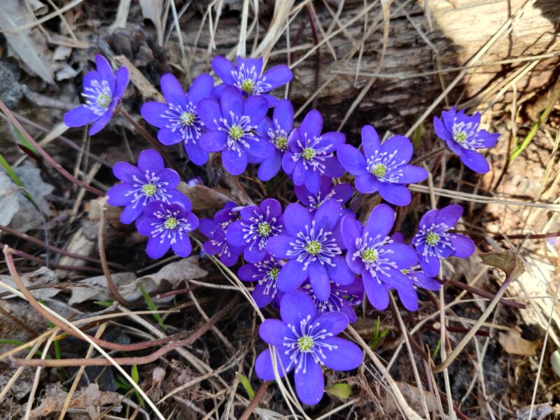 Blåsippor som är rosa och lila