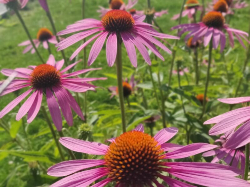 ECHINACEA