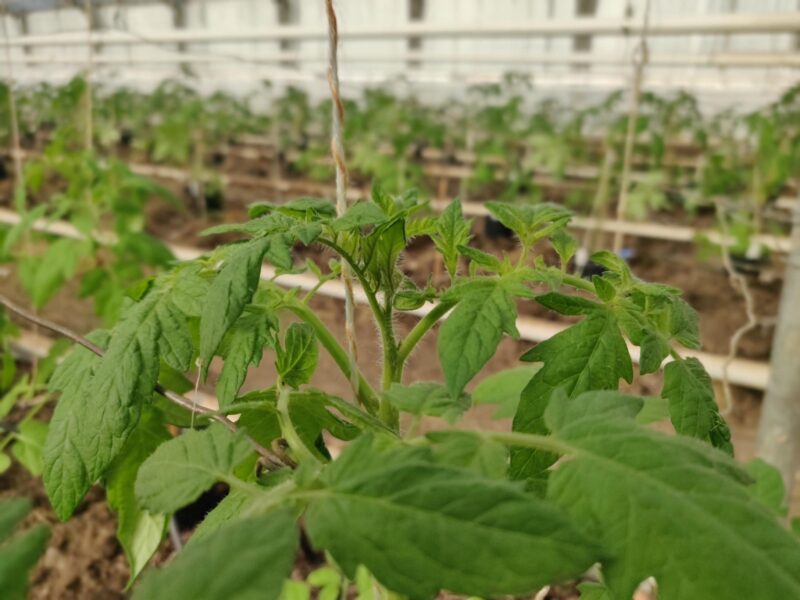 Tomatplantorna på plats