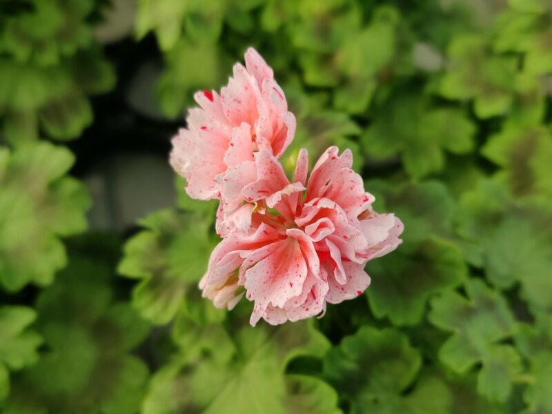 Öppet i gårdsbutiken: lördag 30:e april kl. 13-15